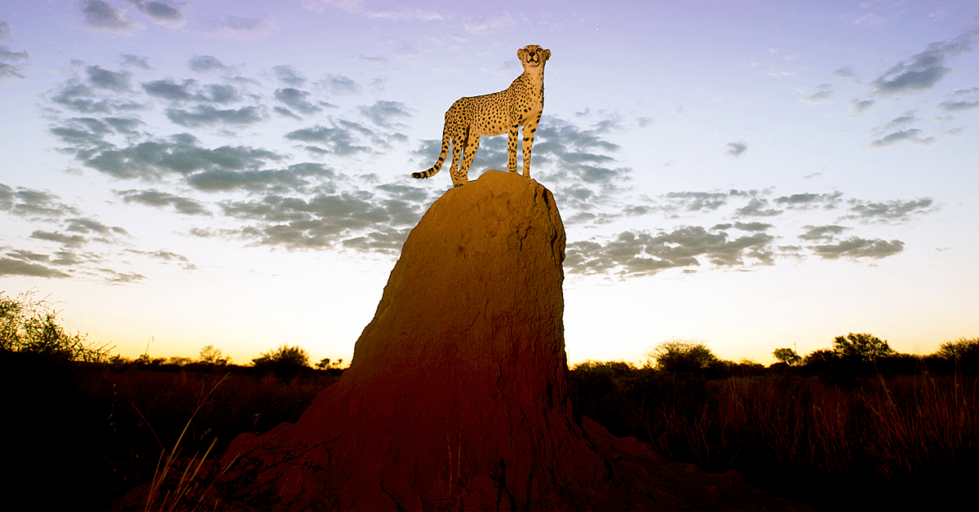Cheetah on termite mound in Namibia
