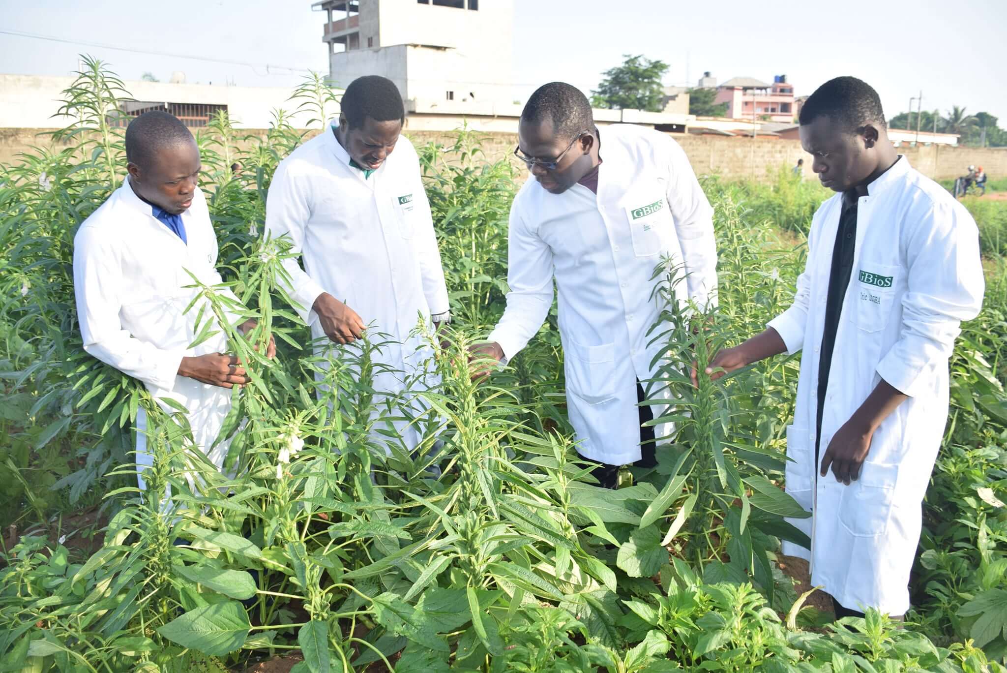 Dr. Enoch Achigan-Dako inspects crops in the university's teaching fields with his students