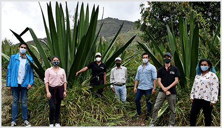 Dr. Esteban Garcia-Tamayo (second from right) and colleagues at the Universidad Pontificia Bolivariana are using fique plants, pictured behind them, to create new sustainable energy storage.